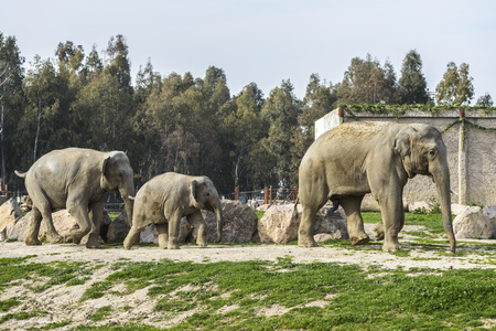 Elephant Familyの写真素材