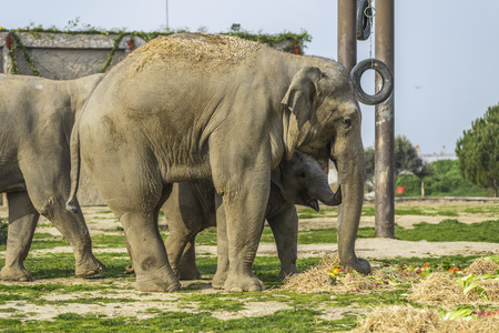 Elephant Familyの写真素材