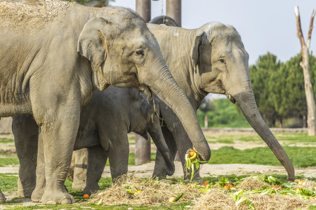 Elephant Familyの写真素材