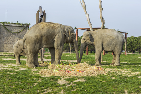Elephant Familyの写真素材