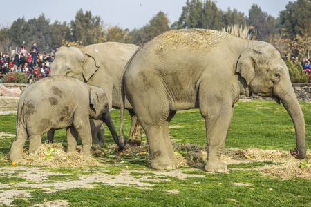 Elephant Familyの写真素材