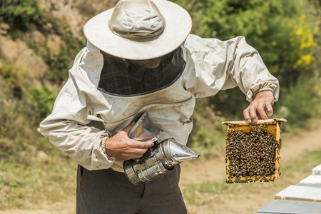 Beekeeper checking a honeycomb. Focus on the honeycombの写真素材