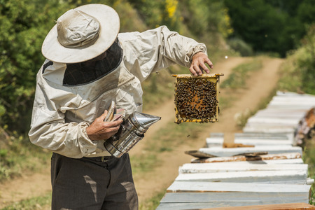 Beekeeper checking a honeycomb. Focus on the honeycombの写真素材