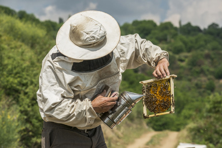 Beekeeper checking a honeycomb. Focus on the honeycombの写真素材
