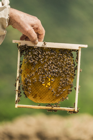 Beekeeper checking a honeycomb. Focus on the honeycombの写真素材