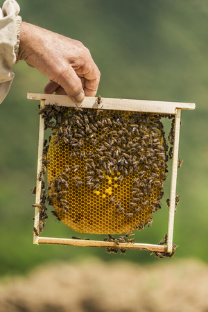 Beekeeper checking a honeycomb. Focus on the honeycombの写真素材
