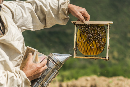Beekeeper checking a honeycomb. Focus on the honeycombの写真素材