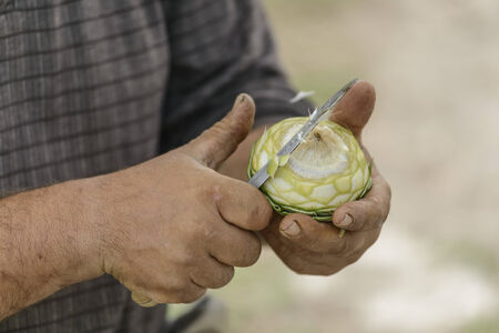 Chef is cleaning artichoke on cutting board.の写真素材