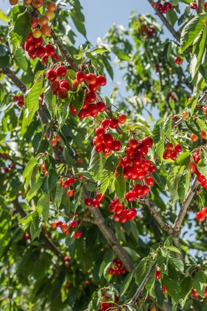 nice coloured cherries. flash used to get nice light spots on the berriesの写真素材
