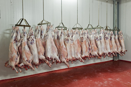 Slaughter houseの写真素材