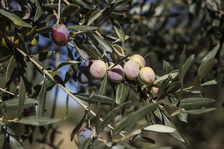 Newly picked olives of different colors and olive leafs.の写真素材