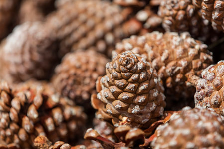Pine nuts in a Pinyon Pine Tree.
