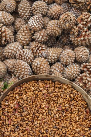Pine nuts in a Pinyon Pine Tree.の写真素材