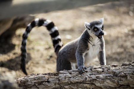Lemurの写真素材