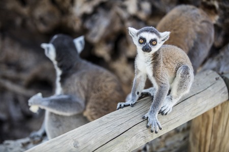Lemurの写真素材