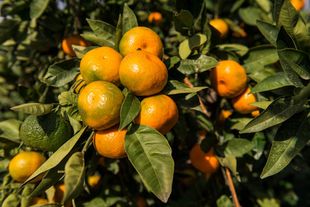 Ripe tangerines on the branches of a tree in the garden