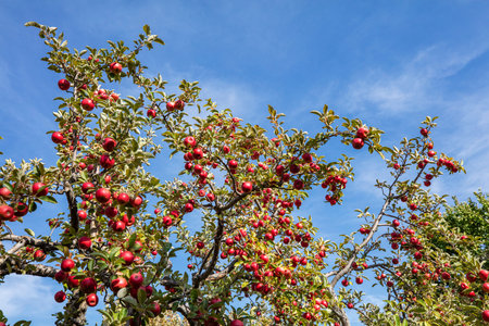 Ripe red apples on the branches of a tree against the blue sky