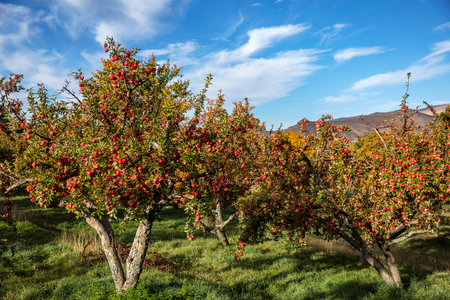 Apple orchard in autumn with ripe red apples on tree branches.の写真素材