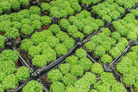 Organic basil seedlings in pots in a greenhouse, stock photo