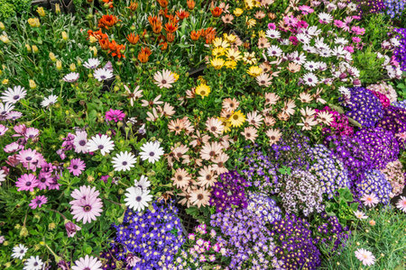 Colorful flowers in a flowerbed in a garden in springtime