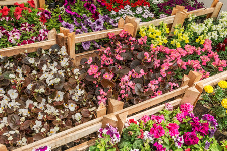 Colorful flowers in wooden boxes at the flower market, stock photoの写真素材