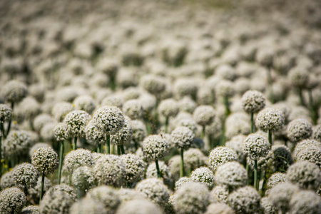 Blooming onion plants in the field, closeup of white flowersの写真素材
