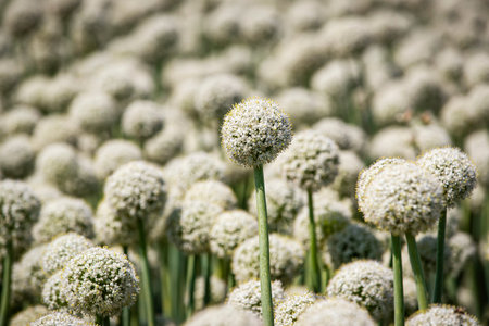 Close-up of onion flowers in the field. Selective focus.