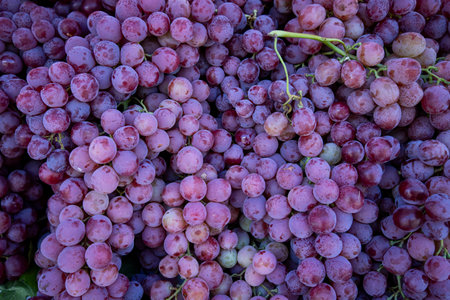 Grapes are grown for the production of wine in the open air.の写真素材