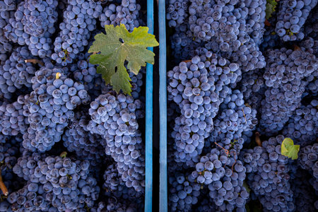 Bunches of red wine grapes in a vineyard ready for harvest