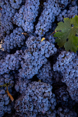 Close up of a bunch of red wine grapes in a vineyardの写真素材