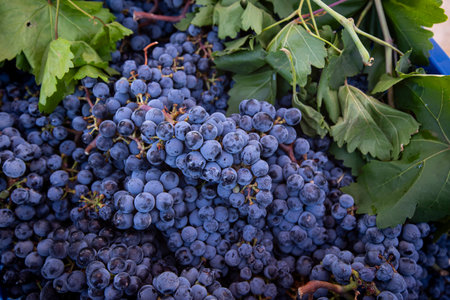 Bunch of red wine grapes on a vineyard in the countryside