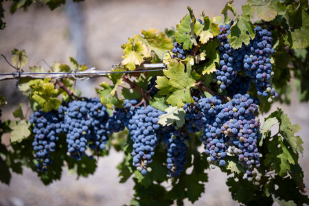 Bunches of red wine grapes in a vineyard in Italyの写真素材