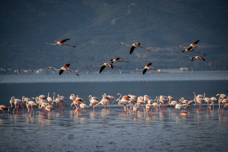 Flock of flamingos in the lagoon of Camargue, Franceの写真素材