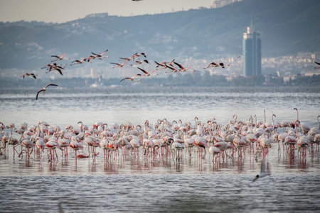 Flock of pink flamingos on the lake in Camargue, Franceの写真素材