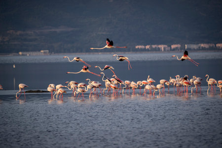 Flamingos in the lagoon of Camargue, Franceの写真素材