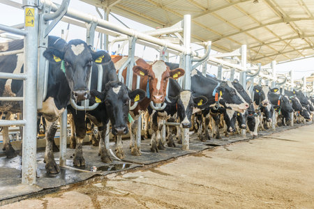 Dairy cows in a dairy farm. Dairy cows in a dairy farm.の写真素材