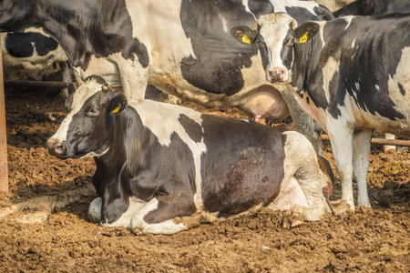 Flock of black and white holstein cows in the paddockの写真素材