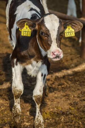 Calf in the paddock of a dairy farm. Selective focus.の写真素材