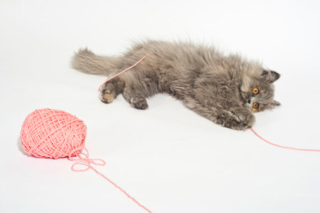 Cute persian cat isolated on a white background. Studio shot.の写真素材
