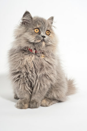Persian cat isolated on a white background. Studio shot of a Persian cat.の写真素材