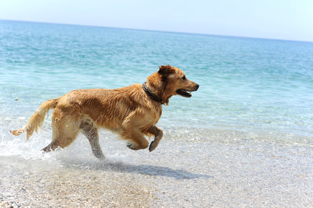 Golden Retriever dog on the beach at the day time.の写真素材