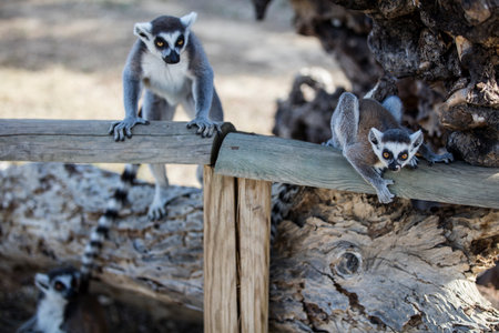 Ring-tailed lemur (Lemur catta) in a zooの写真素材