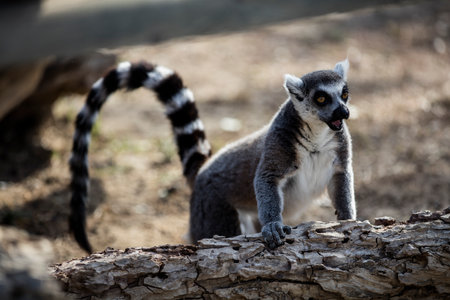 Ring-tailed lemur (Lemur catta) in the zooの写真素材