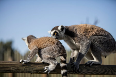 Ring-tailed lemur (Lemur catta) with its baby