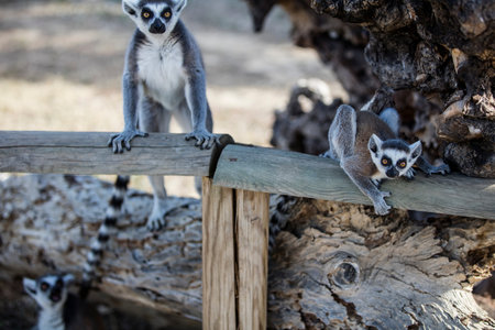 Ring-tailed lemur (Lemur catta) in a zoo