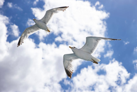 Two seagulls flying in the blue sky with white clouds