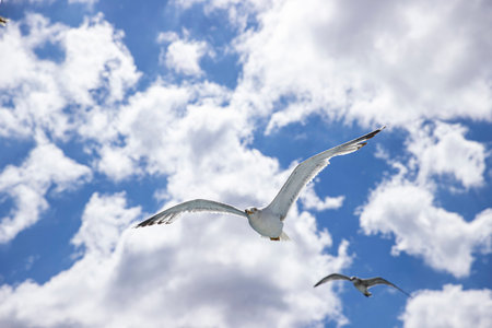 Seagulls flying in the blue sky with white clouds.