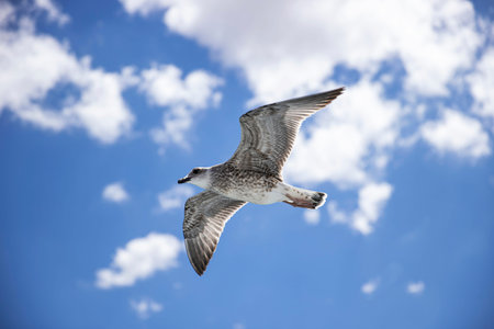 Seagull flying in the blue sky with white clouds background.