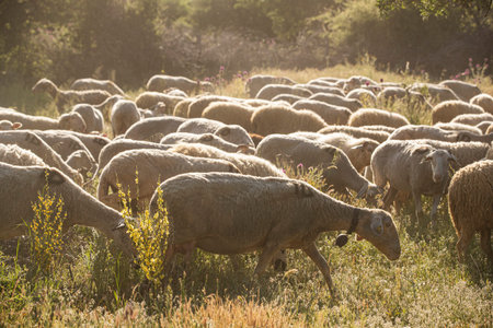 Flock of sheep grazing on a meadow in the morning light