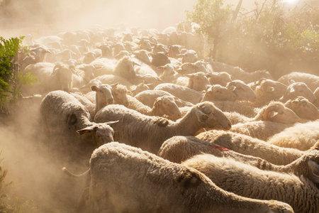 Flock of sheep in the fog at sunset in the mountains.の写真素材